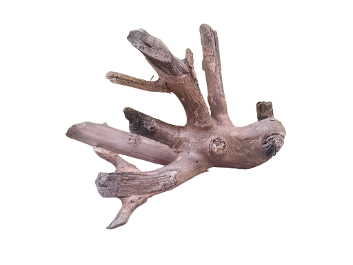 Unique Driftwood Piece 30 Cm Length 