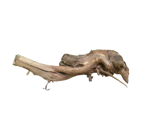 Root Driftwood Piece 40 cm Long cracked root  