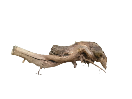 Root Driftwood Piece 40 cm Long cracked root  