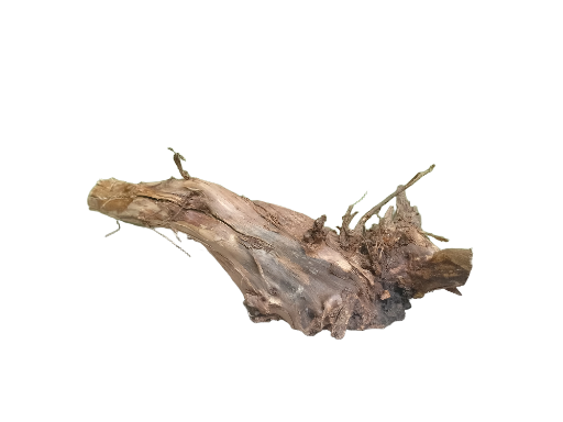 Root Driftwood Piece 40 cm Long cracked root  