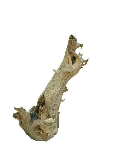 Natural Root Driftwood Piece 42 Cm Height 