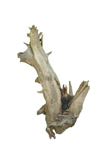 Natural Root Driftwood Piece 42 Cm Height 
