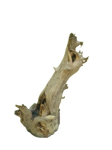 Natural Root Driftwood Piece 42 Cm Height 