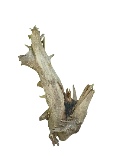 Natural Root Driftwood Piece 42 Cm Height 