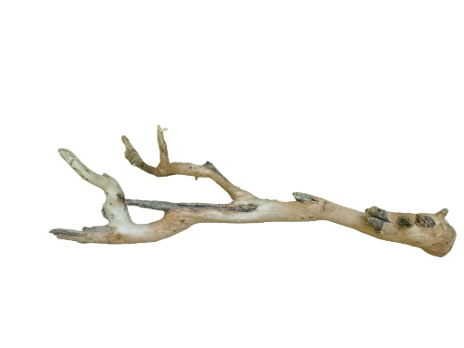 Teak Driftwood Branch 52 Cm long 