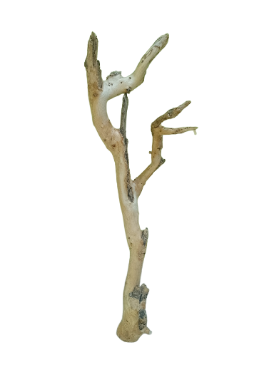 Teak Driftwood Branch 52 Cm long 
