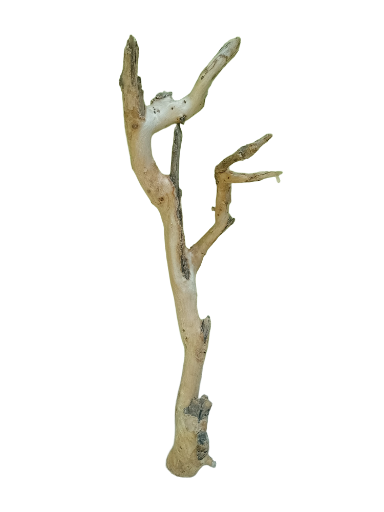 Teak Driftwood Branch 52 Cm long 