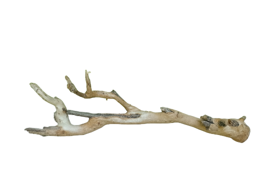 Teak Driftwood Branch 52 Cm long 