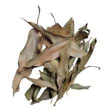 Aquatic Mango Leaves (Pack of 10 Leaves)