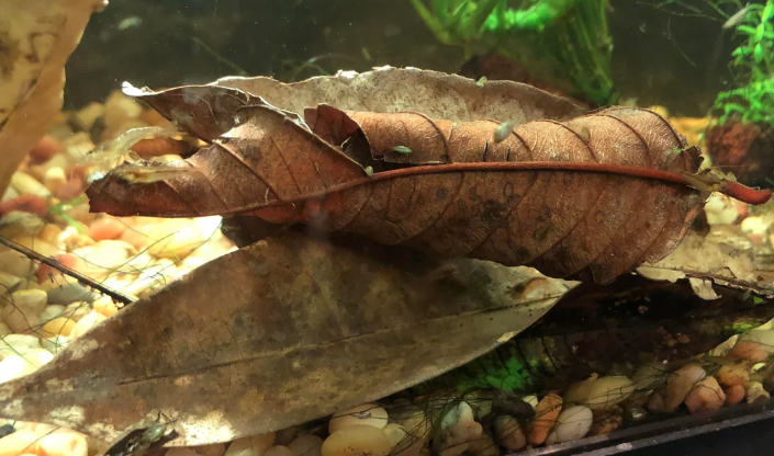 Aquatic Mango Leaves (Pack of 10 Leaves)