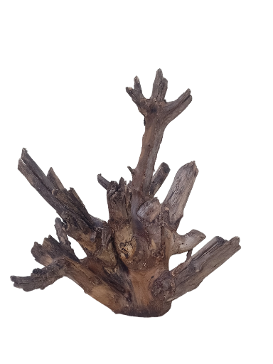 Teak Driftwood For Aquarium 50 CM Height 