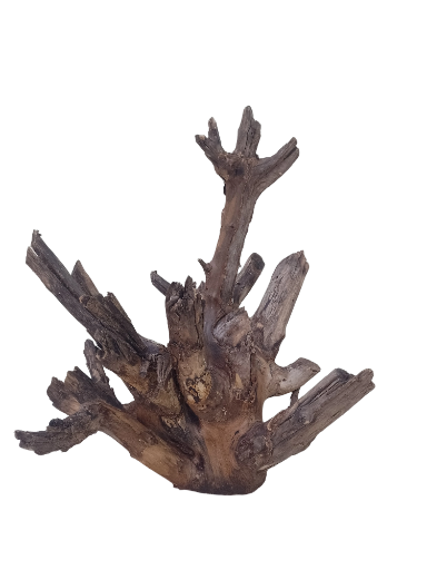 Teak Driftwood For Aquarium 50 CM Height 