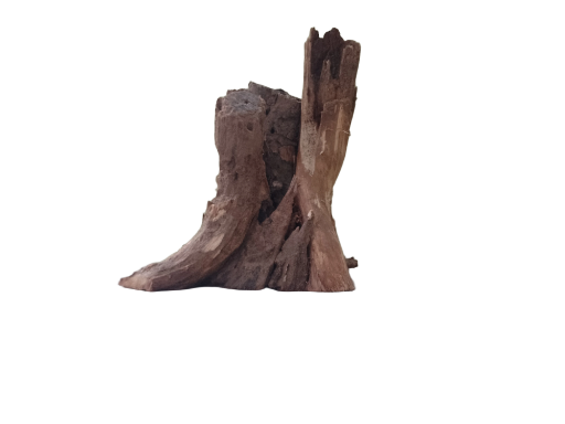Rustic Driftwood Tree Root 30 Cm long & Height 