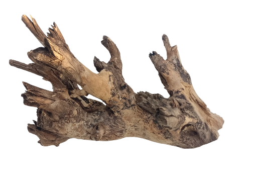 Natural Teak Driftwood Branch 30 Cm Long 