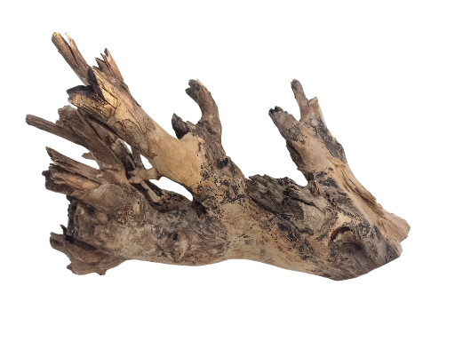 Natural Teak Driftwood Branch 30 Cm Long 
