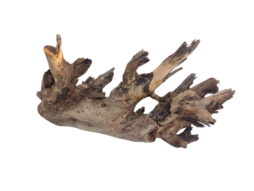 Natural Teak Driftwood Branch 30 Cm Long 