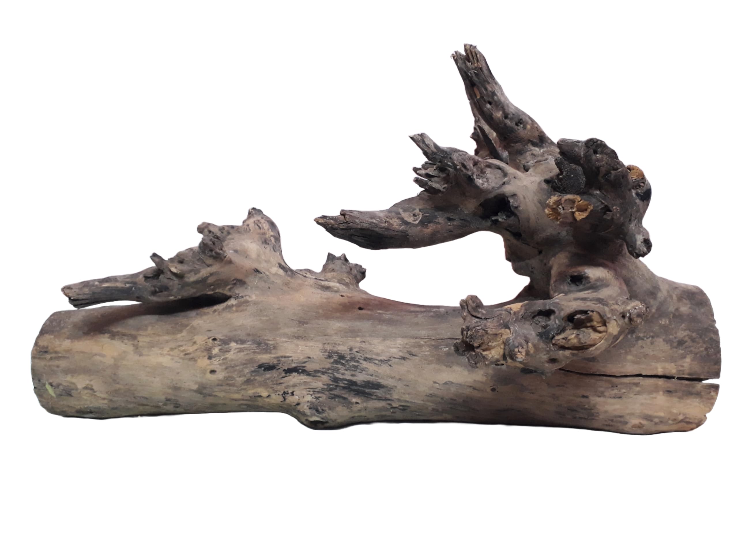Driftwood For Aquarium Original Teak wood 6.5 Kg Weight 60 cm long