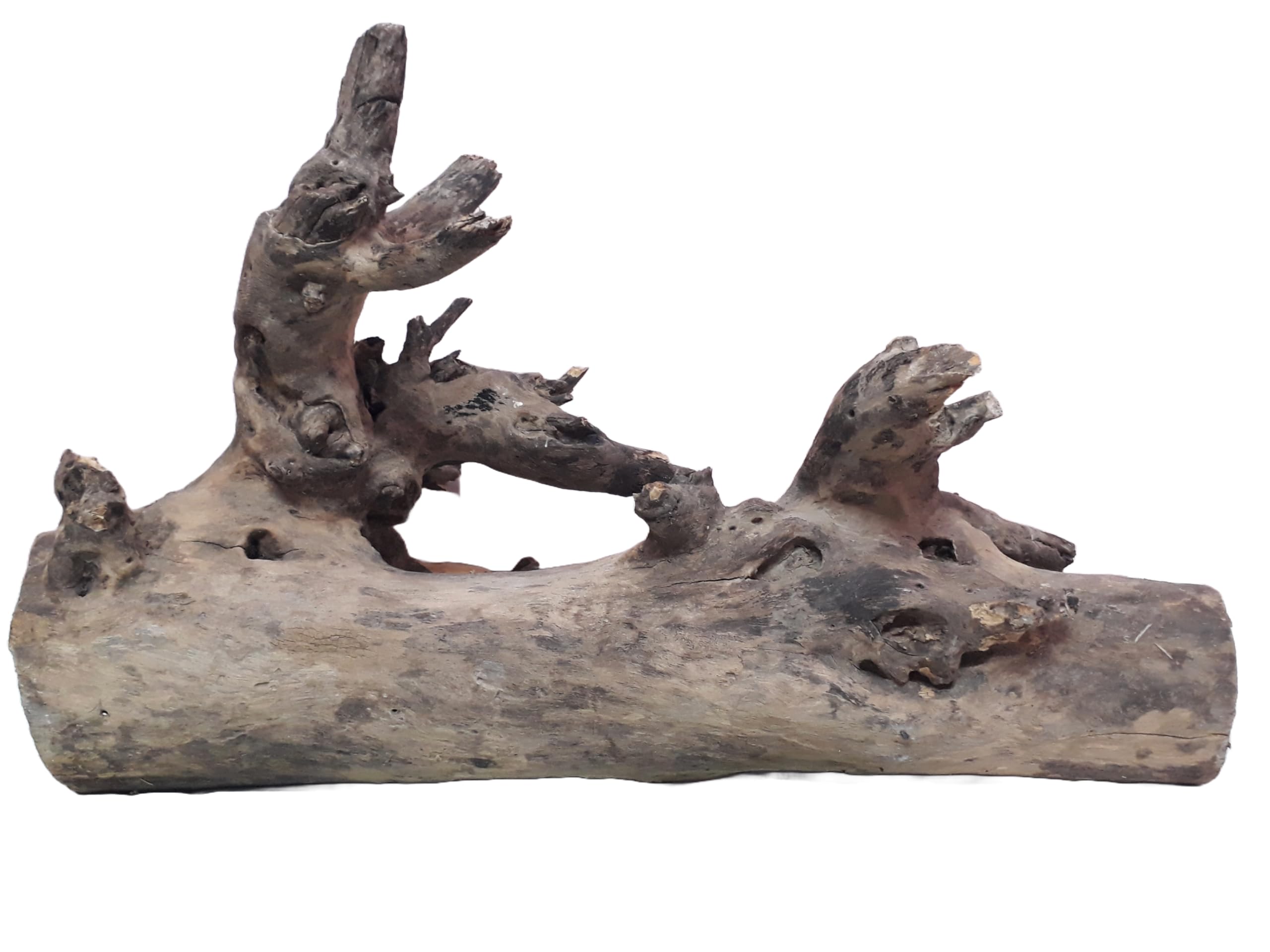 Driftwood For Aquarium Original Teak wood 6.5 Kg Weight 60 cm long