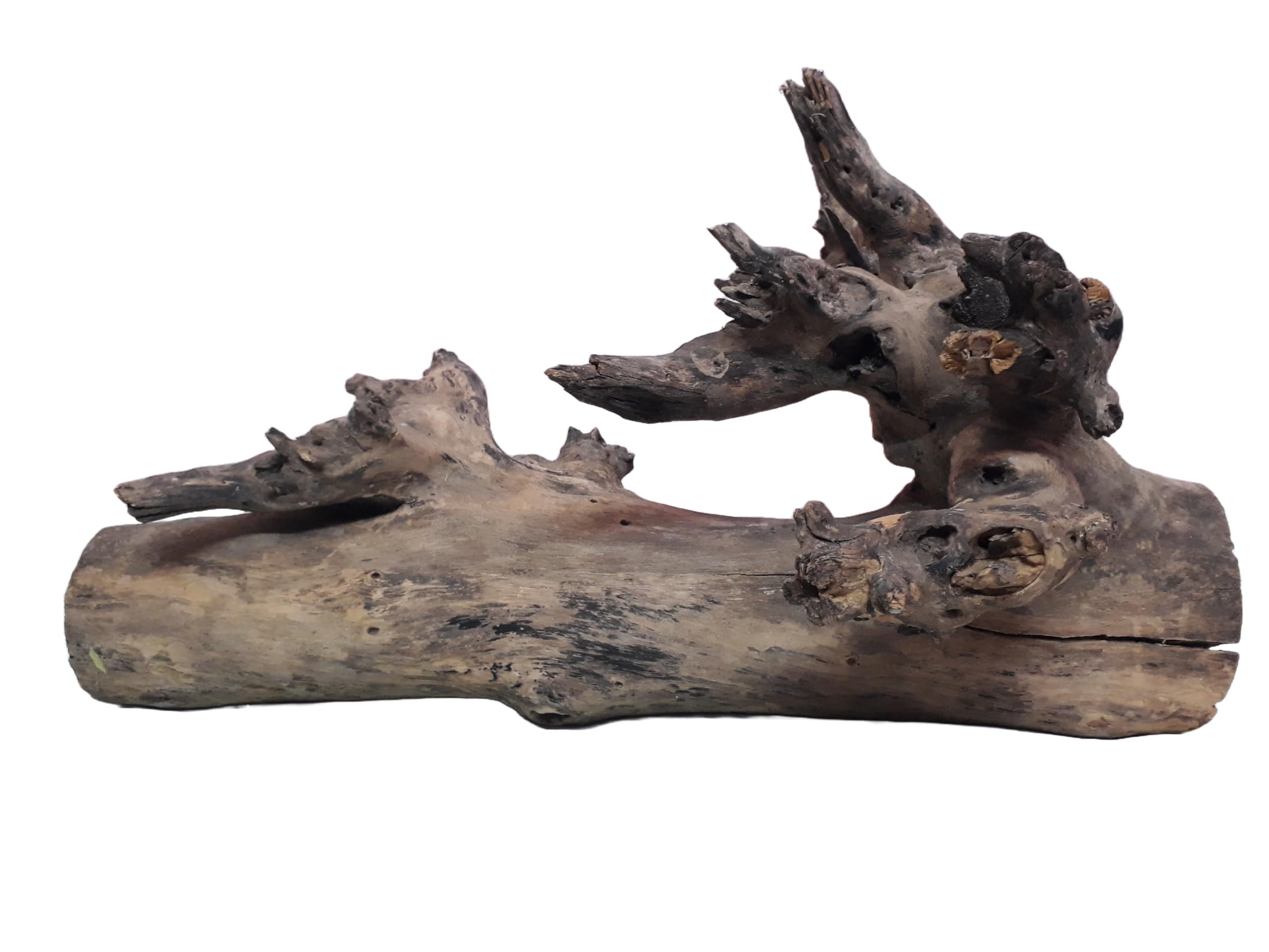 Driftwood For Aquarium Original Teak wood 6.5 Kg Weight 60 cm long