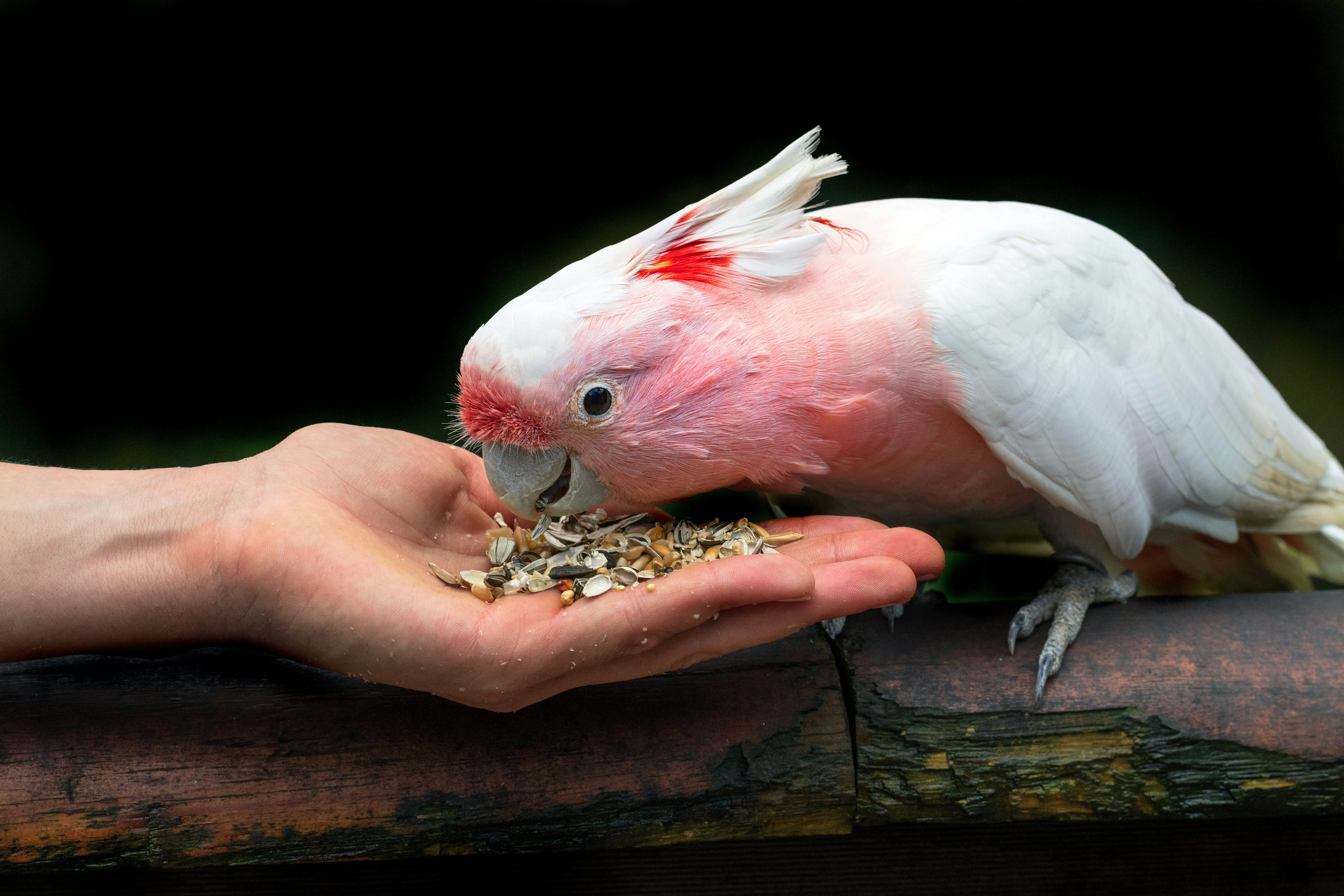 Mixed Seed Bird Food 1 Kg 