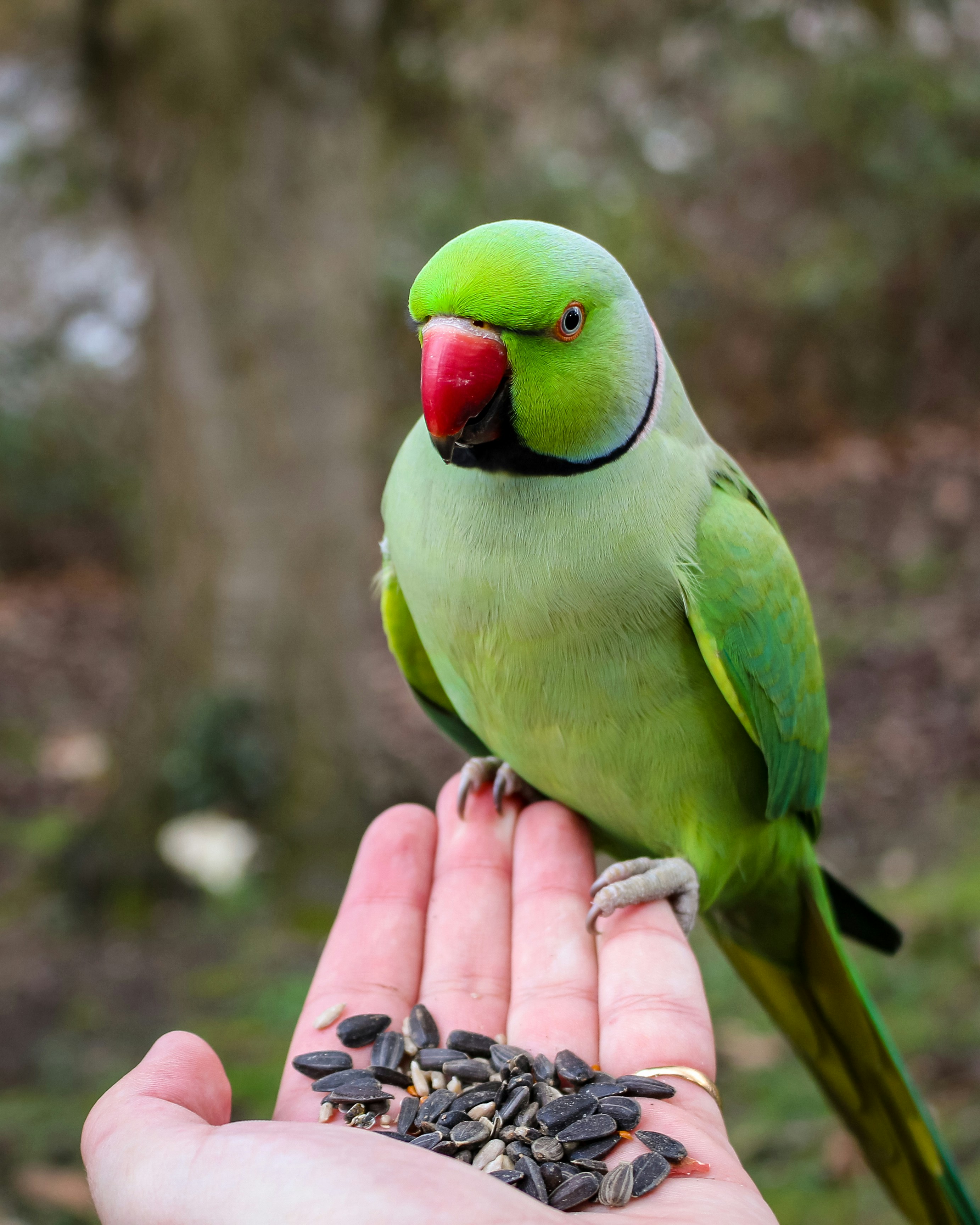 Sunflower Seeds Bird Food 200 Gram