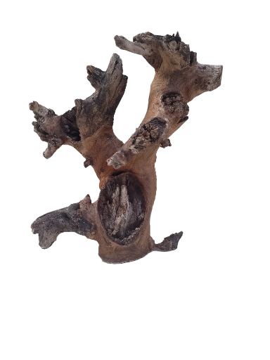 Teak Driftwood for Aquarium Original Teak wood 35 cm Height and 2.4 Kg Weight 