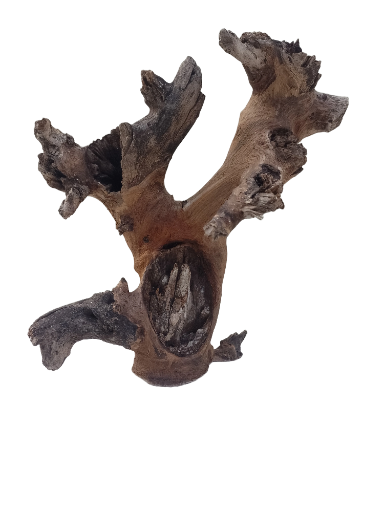 Teak Driftwood for Aquarium Original Teak wood 35 cm Height and 2.4 Kg Weight 