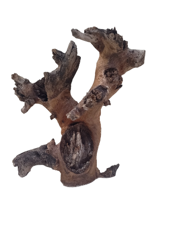 Teak Driftwood for Aquarium Original Teak wood 35 cm Height and 2.4 Kg Weight 