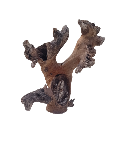 Teak Driftwood for Aquarium Original Teak wood 35 cm Height and 2.4 Kg Weight 