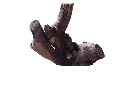 Natural Teak Driftwood for Aquarium 32 CM Long and 2.2 Kg Weight  