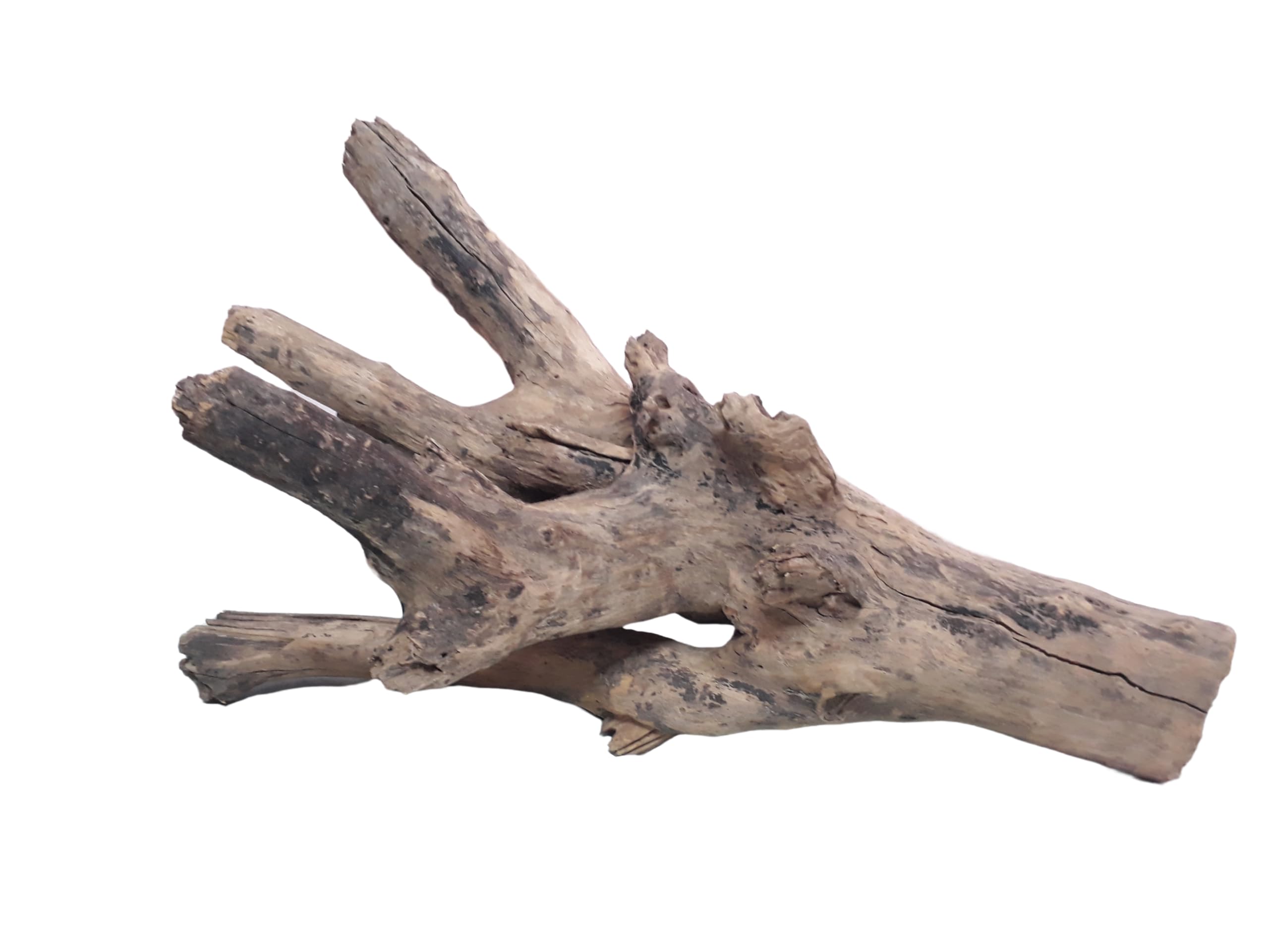 Driftwood For Aquarium Original Teak wood 5.2 KG Weight 64 Cm Long Solid Branch