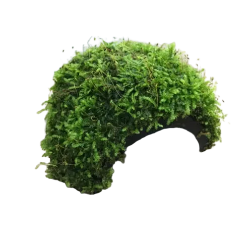 Coconut Shell Hideout 1 Piece 