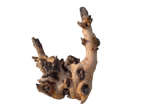 Teak Driftwood Branch for Aquarium 30 Cm Height and 2.3 Kg 