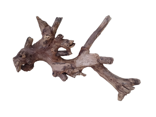 Teak Driftwood Branch for Aquarium  65 cm Long and 2.5 KG weight 