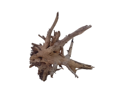 Large Tree Root Driftwood with several Branches of root 65 Cm Long 