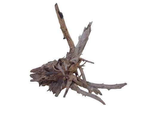 Large Tree Root Driftwood with several Branches of root 65 Cm Long 