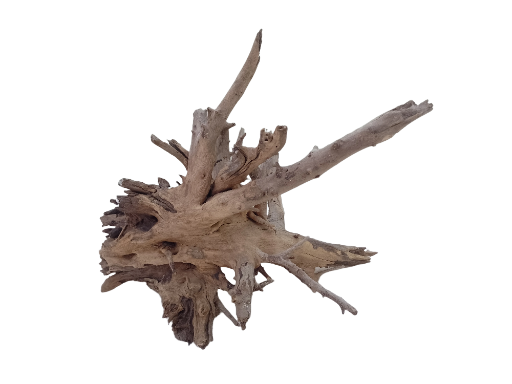 Large Tree Root Driftwood with several Branches of root 65 Cm Long 
