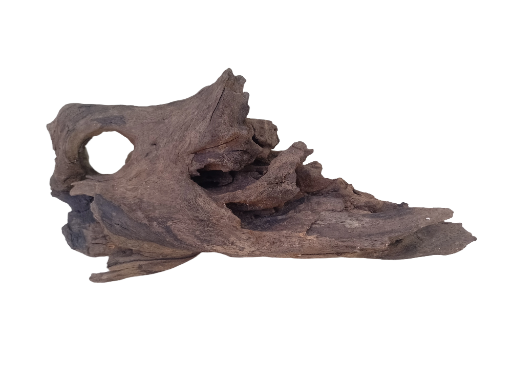 Driftwood for Aquarium Tree Root natural Driftwood 1 feet long 