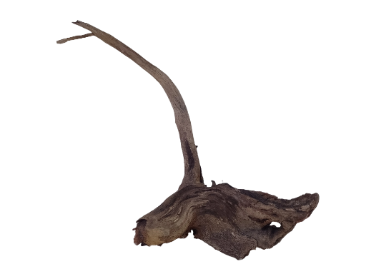 Natural Tree root Driftwood Piece 