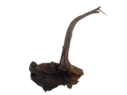 Natural Tree root Driftwood Piece 