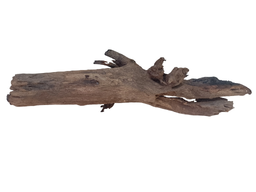 Natural Driftwood LOG 70 CM Long Burned on edges 