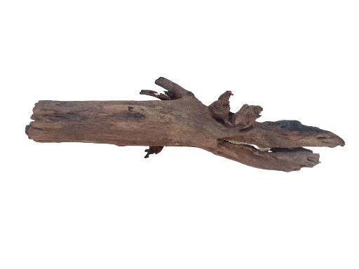 Natural Driftwood LOG 70 CM Long Burned on edges 