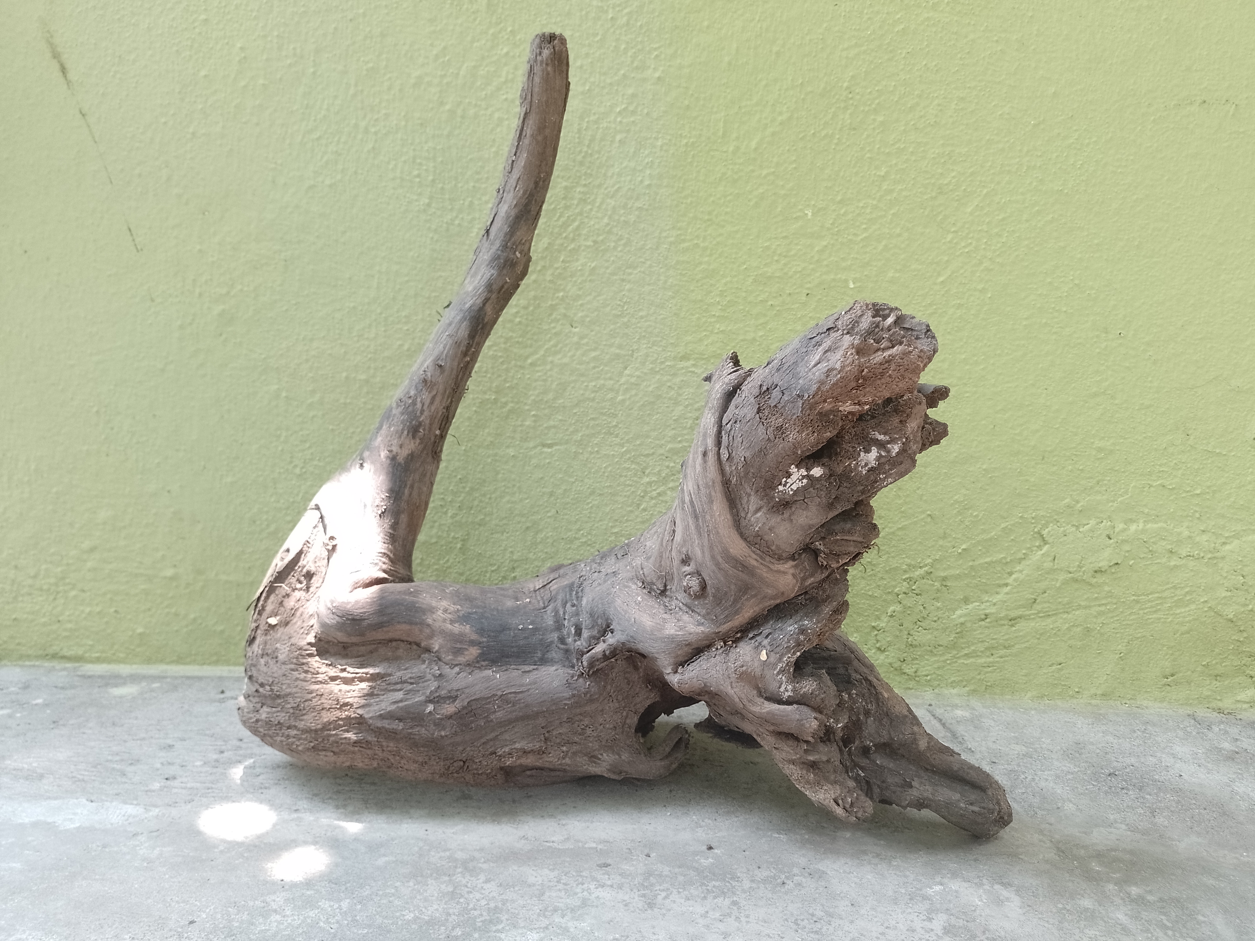 Natural Tree Root Driftwood 2 feet long 