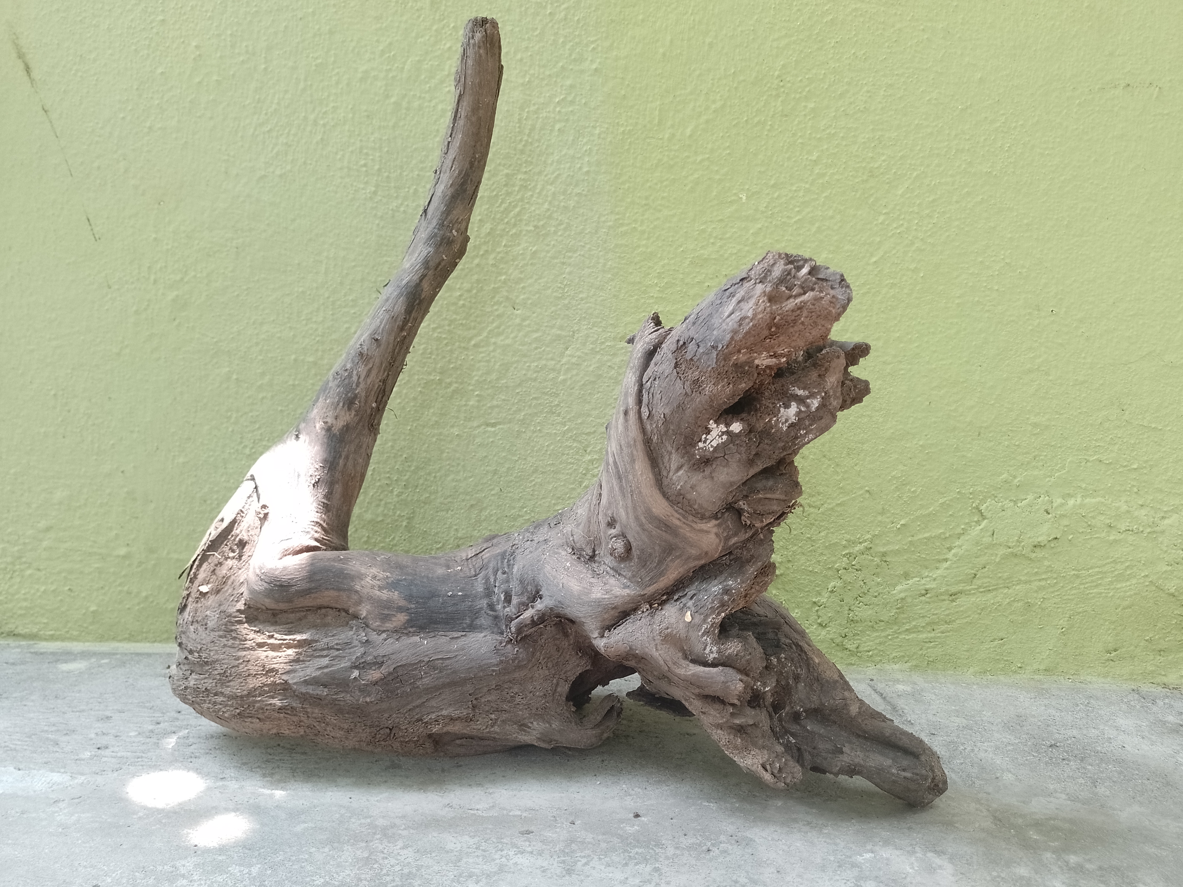 Natural Tree Root Driftwood 2 feet long 