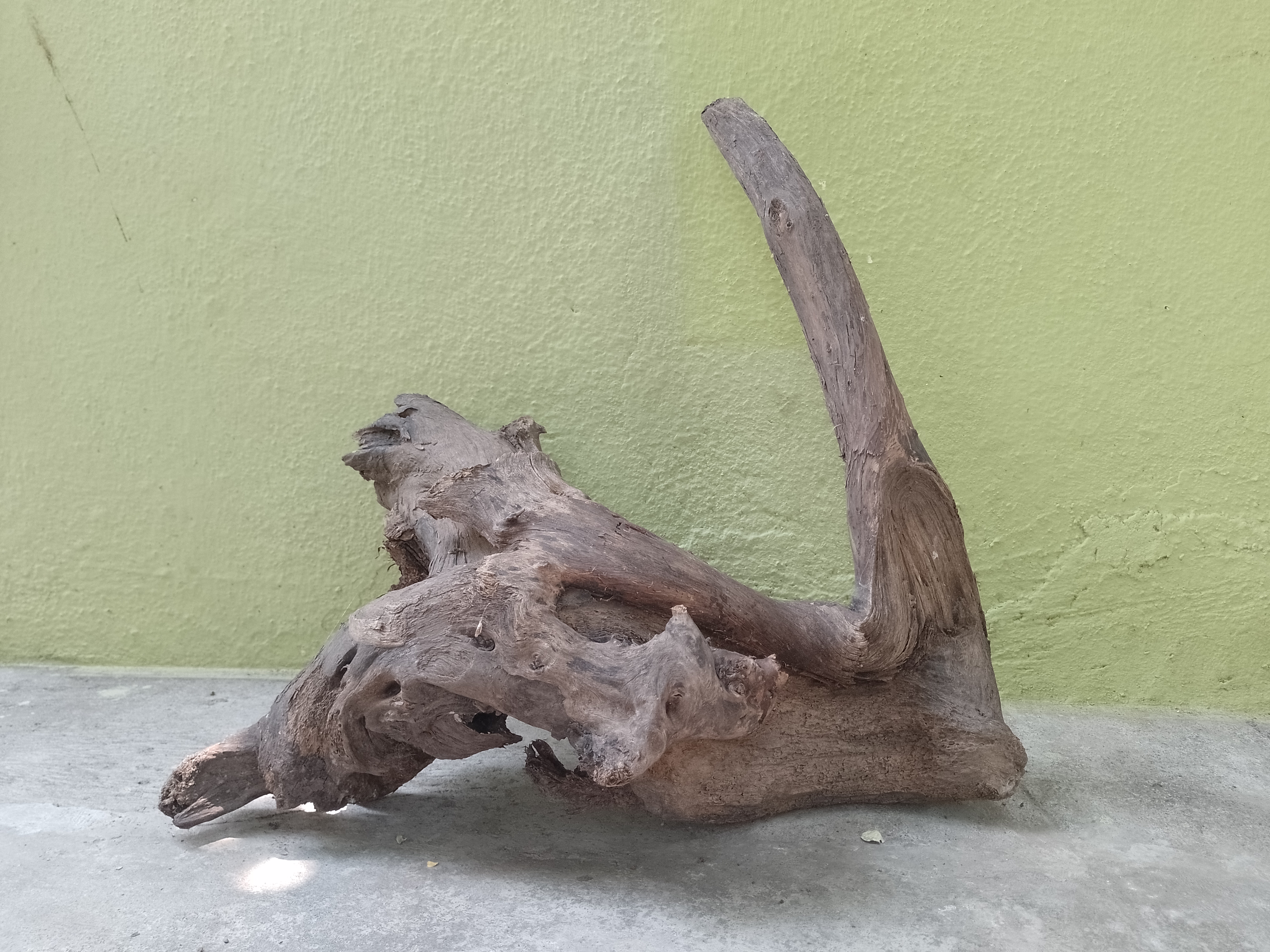 Natural Tree Root Driftwood 2 feet long 