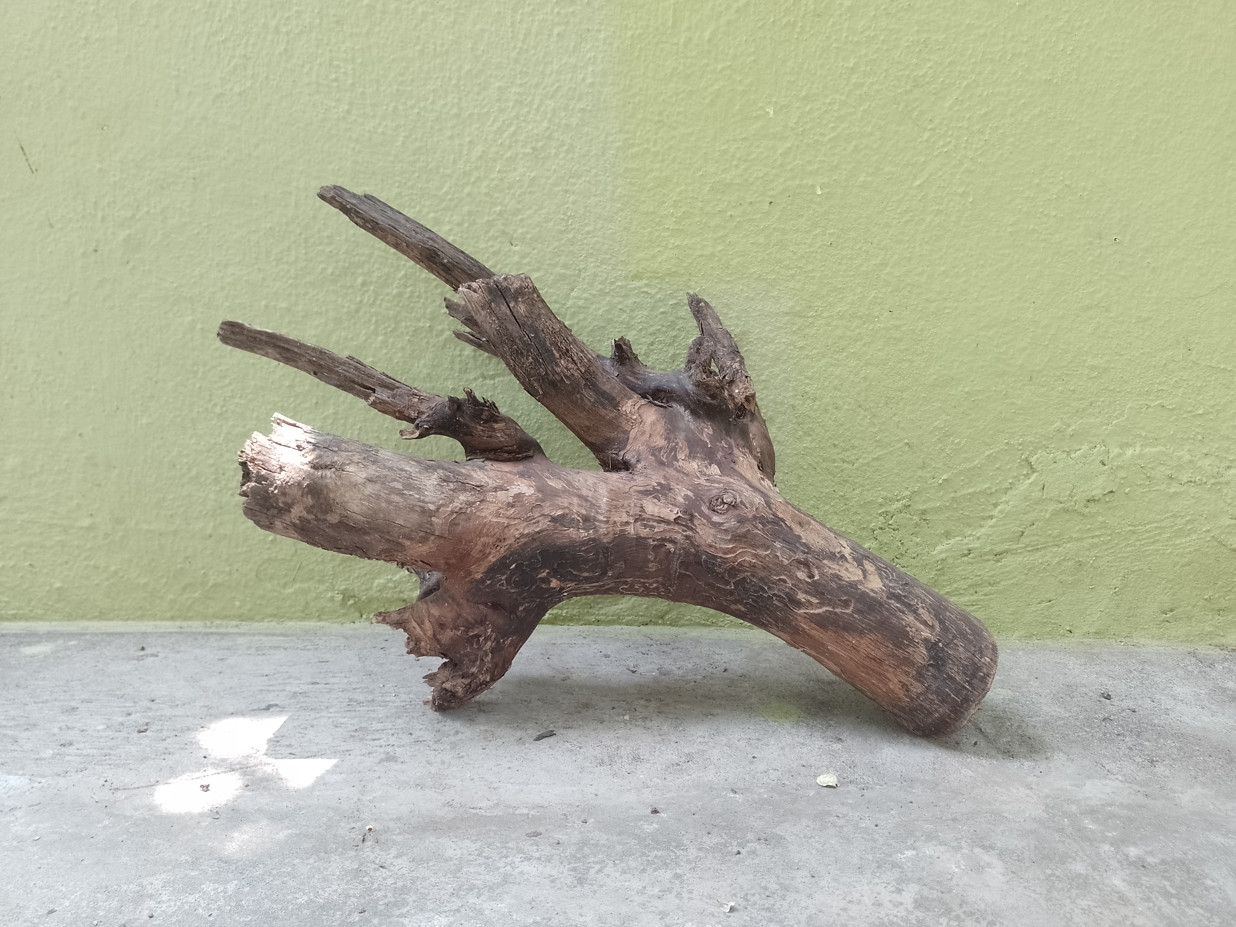 Natural Teak Branch Driftwood Piece 54 CM Long 