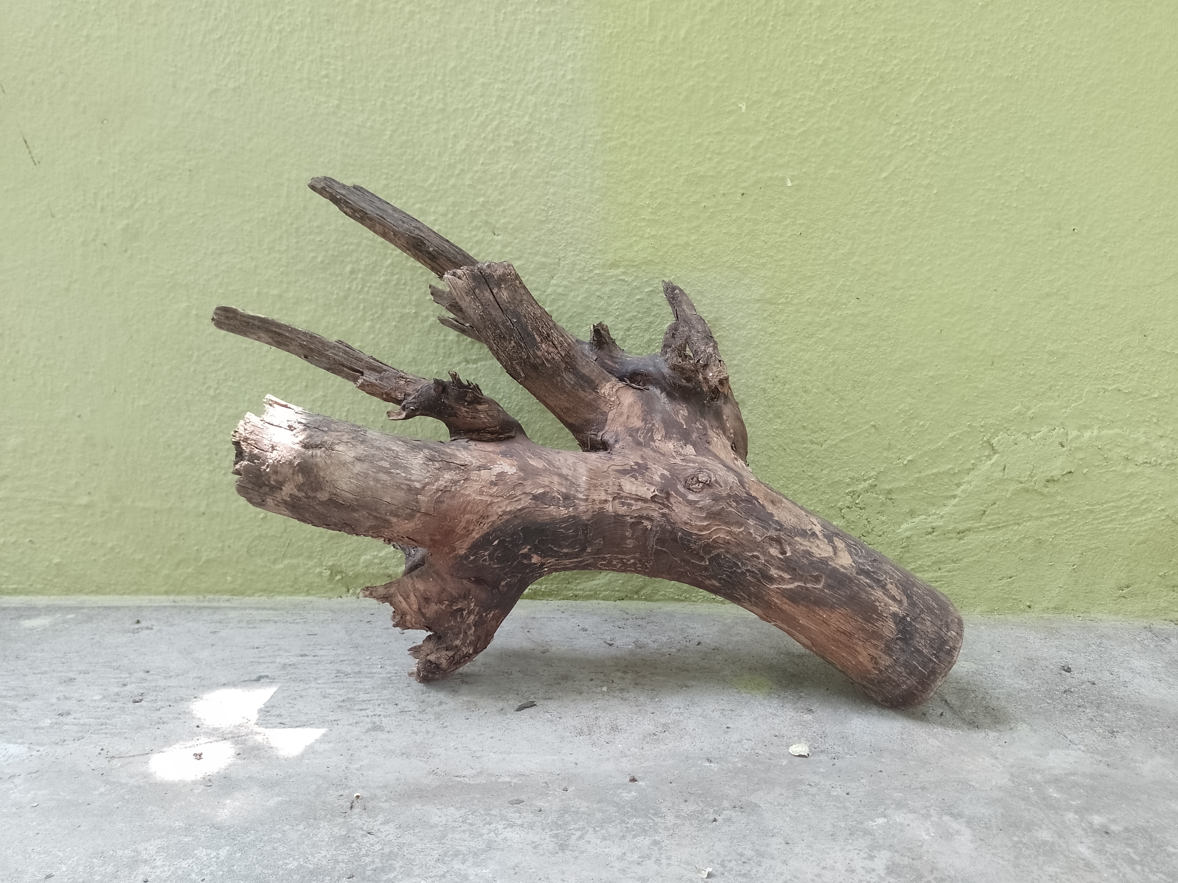 Natural Teak Branch Driftwood Piece 54 CM Long 