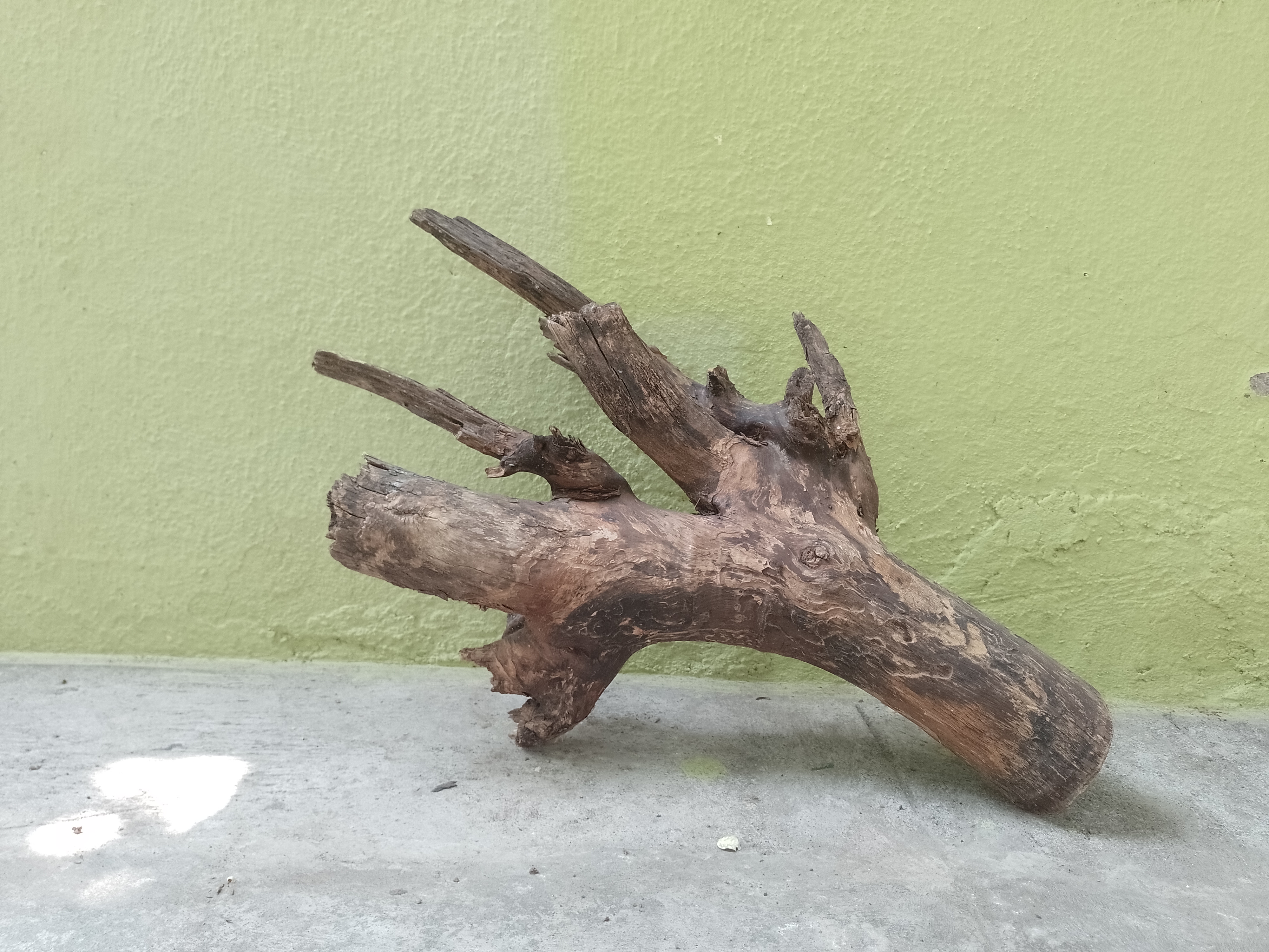 Natural Teak Branch Driftwood Piece 54 CM Long 