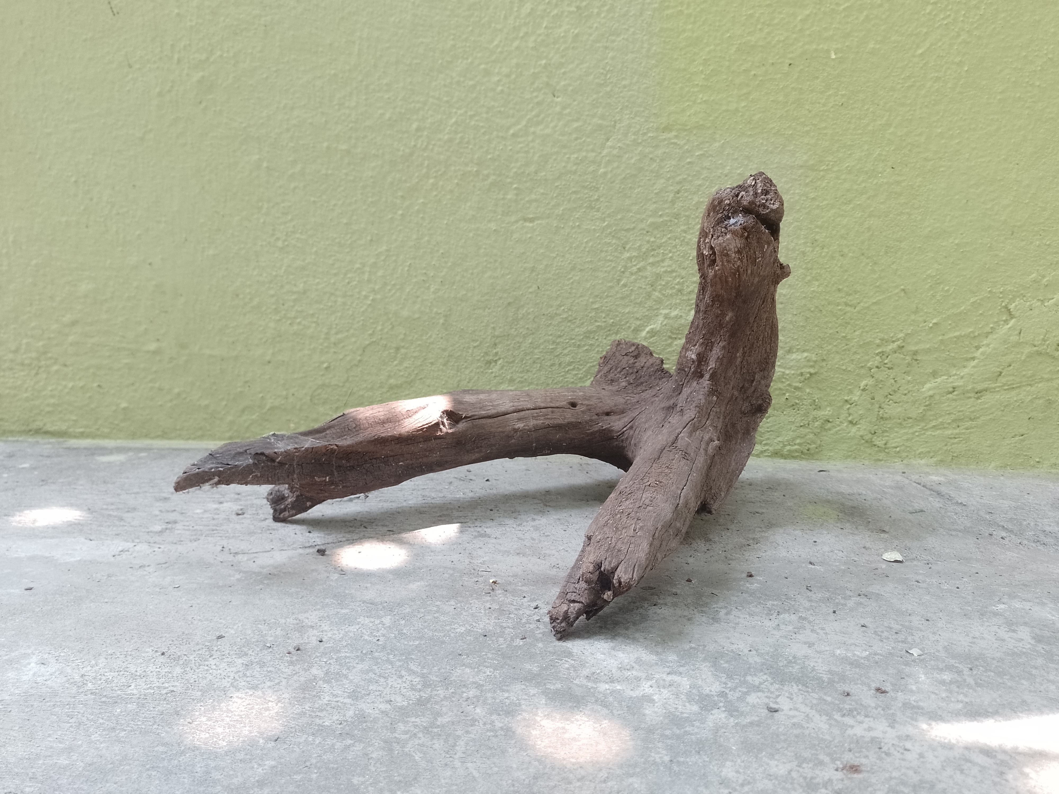 Natural Tree Root Driftwood Piece 45 cm Long 