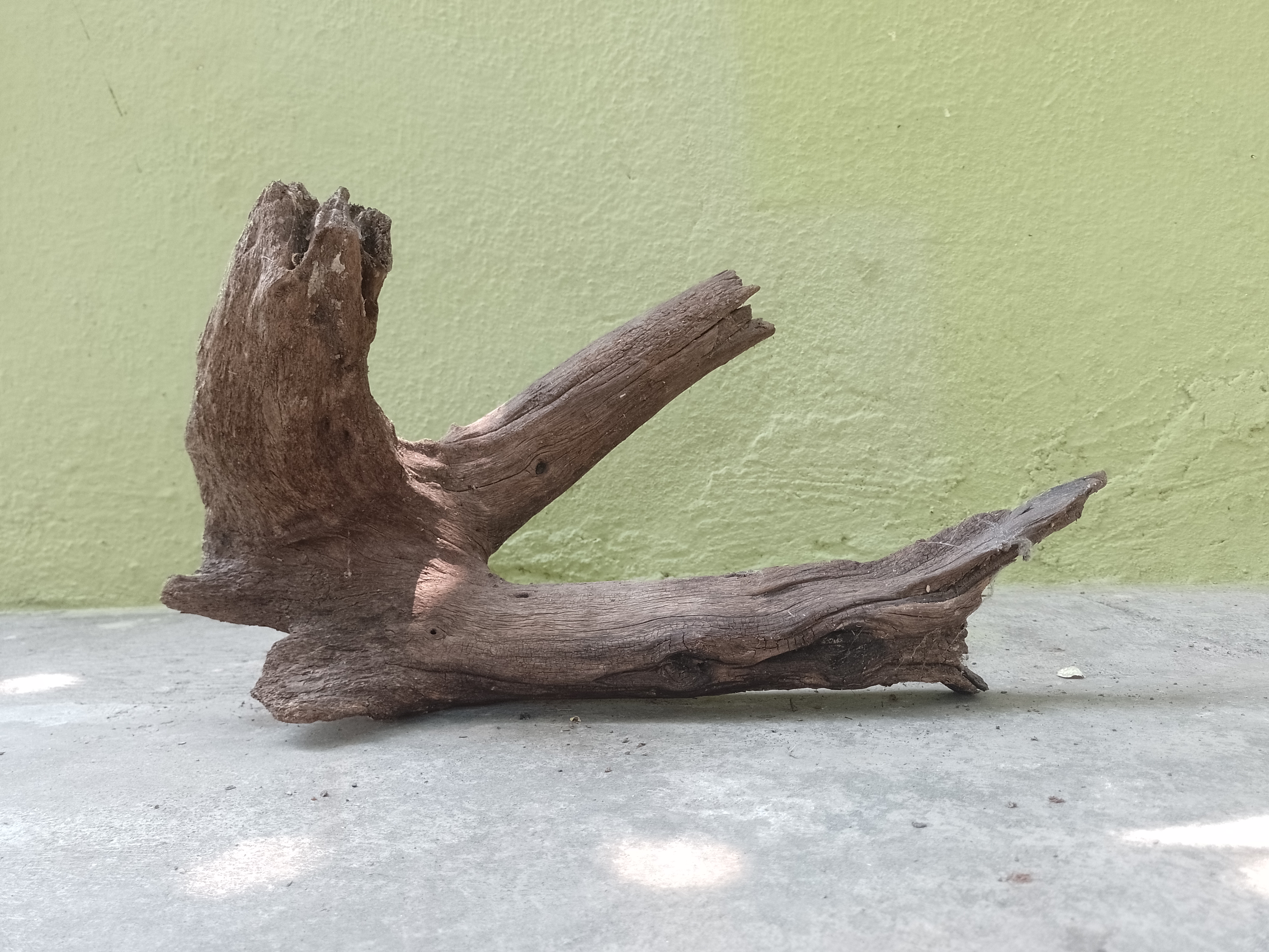 Natural Tree Root Driftwood Piece 45 cm Long 